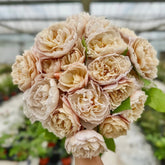 Charlotte Perriand Rose